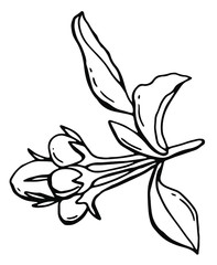 Branch with flowers of apple tree. Line art. White background, isolate. Stock illustration.