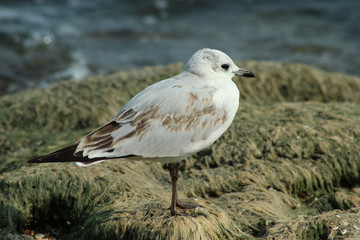 A seagull sits on a stone by the sea
