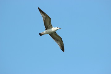 White seagull flies in the blue sky, seagull flies
flying bird