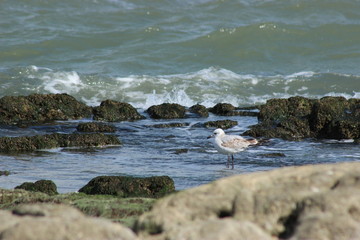 A seagull is standing in the water
bird
sea ​​gull