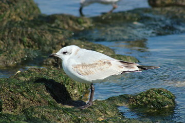 A seagull sits on a stone by the sea