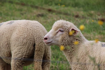 Moutons