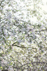 Apple tree in bloom, floral white pink background, soft focus, narrow depth of field