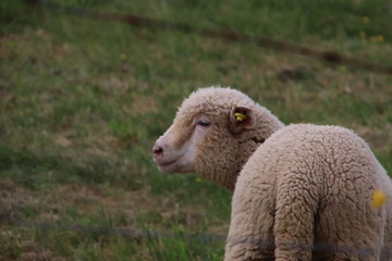 Moutons