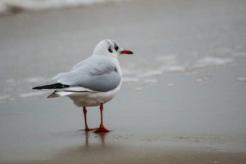 seagull on sand on the Baltic Sea