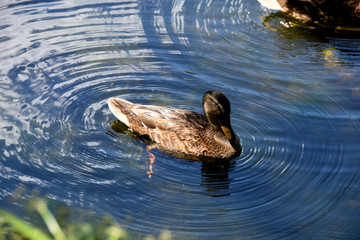 nice live duck floating on the lake