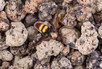 Asian Giant Hornet on the rocks