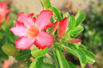 Macro Adenium obesum or desert rose.  Colorful flowers are beautiful trees that grow very easily withstand drought conditions.