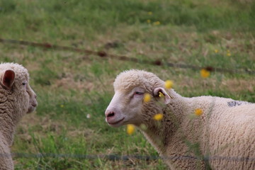 Moutons