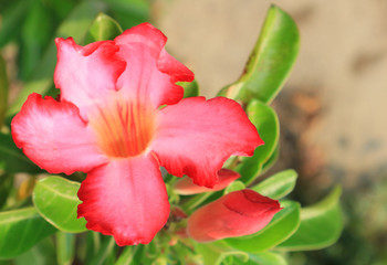 Macro Adenium obesum or desert rose.  Colorful flowers are beautiful trees that grow very easily withstand drought conditions.