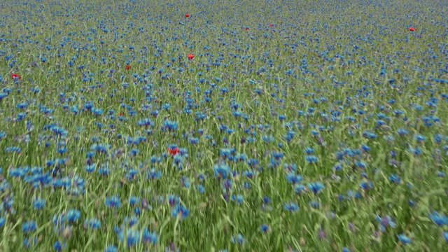 aerial view of cornflowers, field of cornflowers