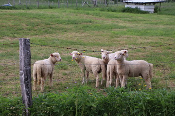 Obraz premium Moutons