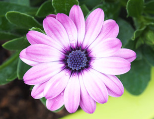 Obraz premium Lila Mittagsblume