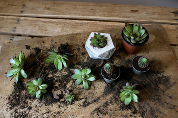 composition of succulents on a wooden table background, planting succulent pot on wooden background, earth day, gardener growing succulents
