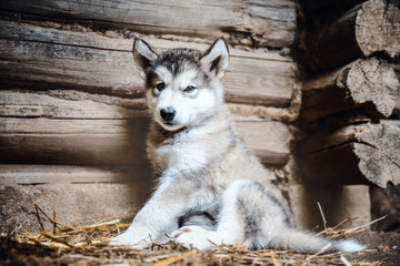cute puppy alaskan malamute run on grass garden
