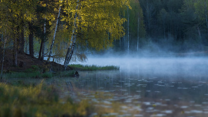 foggy lake in a birch forest in summer, early morning