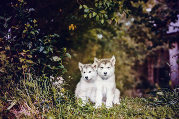 cute puppy alaskan malamute run on grass garden