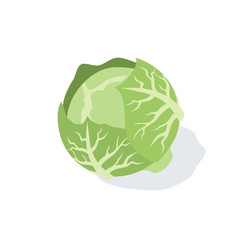 Cabbage vector 3d isometric, color web icon, new flat style. Creative illustration design, isolated graphic idea for infographics.