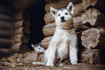Naklejka na ściany i meble cute puppy alaskan malamute run on grass garden