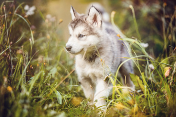 cute puppy alaskan malamute run on grass garden
