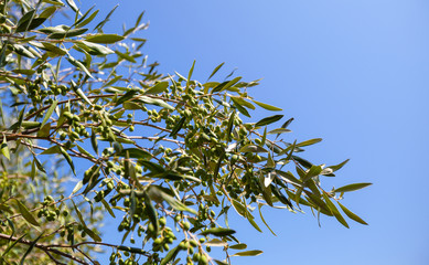Green olives on a branch over blue sky, background photo