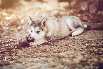 Fototapeta premium cute puppy alaskan malamute run on grass garden