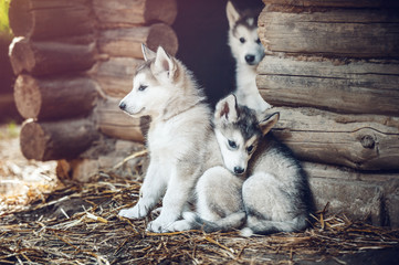 group of cute puppy alaskan malamute run on grass garden