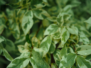 leaves on a blurred background 