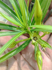 Flower in Hand and Bud