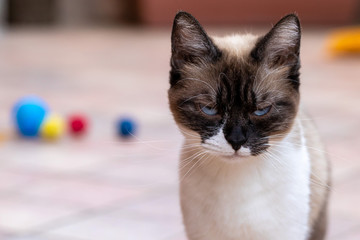 Siamese cat with blue eyes, languid look of cat, cat in heat, portrait