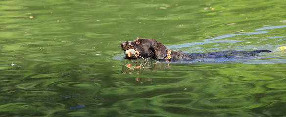 hunting dog swims in the water