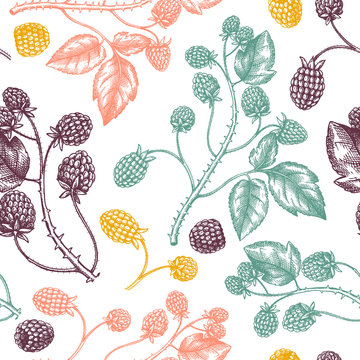 Hand drawn blackberries vector backdrop in color.  Wild berries seamless pattern. Hand drawing. Vintage forest berry sketch. Blackberries plant background. 