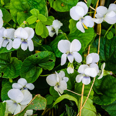 Obraz na płótnie Canvas Close-up of white Wild Violets