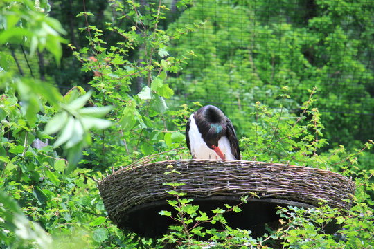 Horst Eines Wildvogels