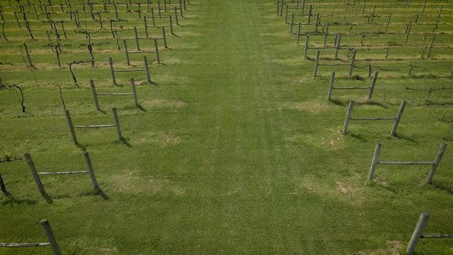 Flyover Over Vineyard With A Gazebo At The End Of The Ally