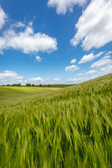Obraz premium A wheat field in Sussex on a sunny late spring day