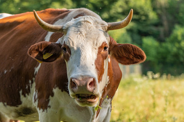 Brown cow with white spots chews grass on a green field, closeup