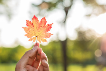 A hand with a maple leaf There is a blurred background of green trees in a sunny garden with copy space for text
