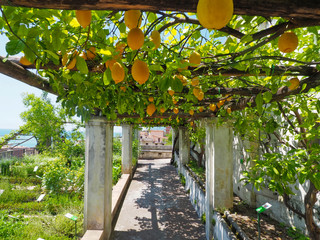 Lemon fruits in a garden dedicated to the goddess Minerva in Salerno, Italy.