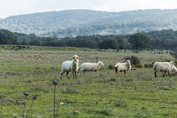 Naklejka na ściany i meble sheep in a green meadow during the winter in the Sierra de Grazalema in Cadiz