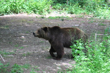 Braunbär