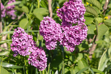 Green branch with spring lilac flowers