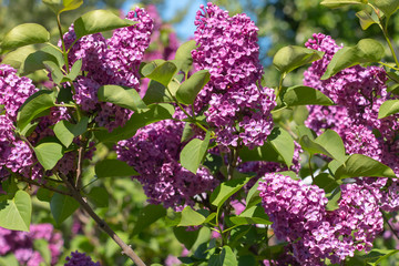 Green branch with spring lilac flowers