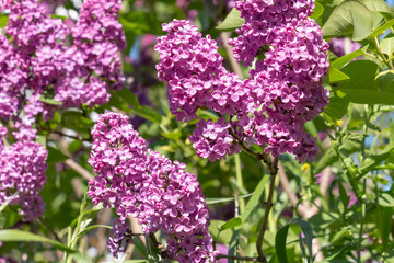 Green branch with spring lilac flowers
