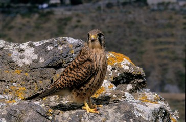 Cernícalo hembra de Gran Canaria