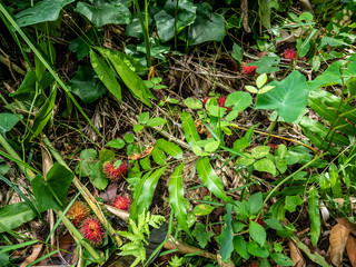 Rambutan that falls under the tree