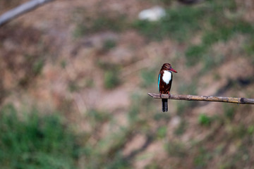 White - throated kingfisher