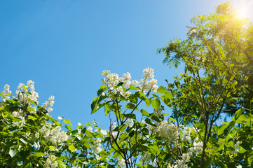 blooming white lilac against a blue sky in the sun