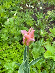 Тюльпан розовый