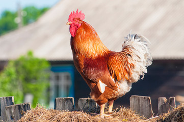 a brown rooster with beautiful feathers stands on the hay in the early morning side view close up © Radorog.